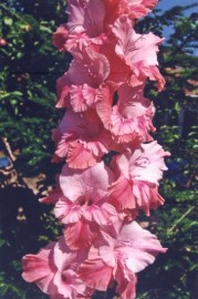 Gladiol Rosey Pippin